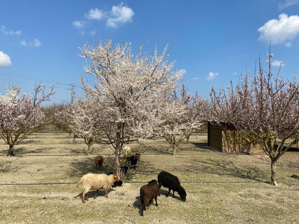 Agriturismo San Michele Экстерьер фото